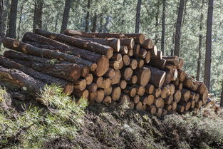 木材退税报价 厂家