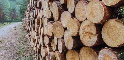 喀麦隆计划将原木出口税率从35 提高至50 俄远东最大林业集团被收购